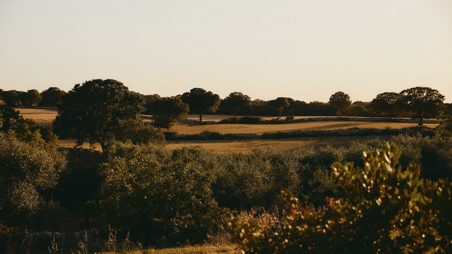 A view of fields, stone walls and trees. 